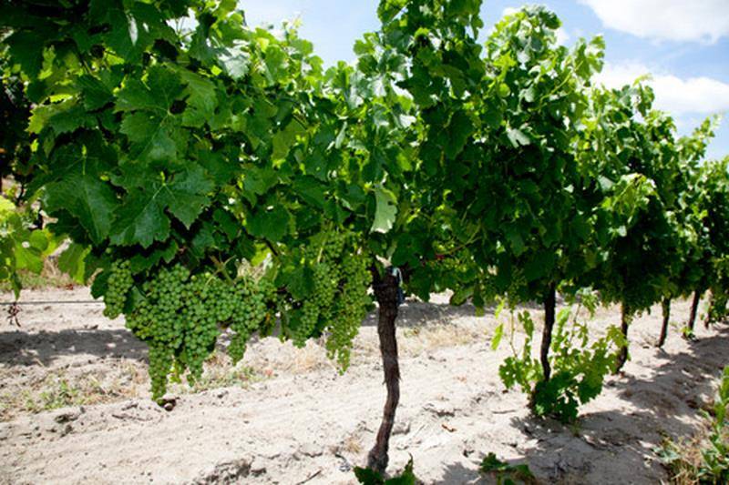 Conservation du vin rouge Bordeaux