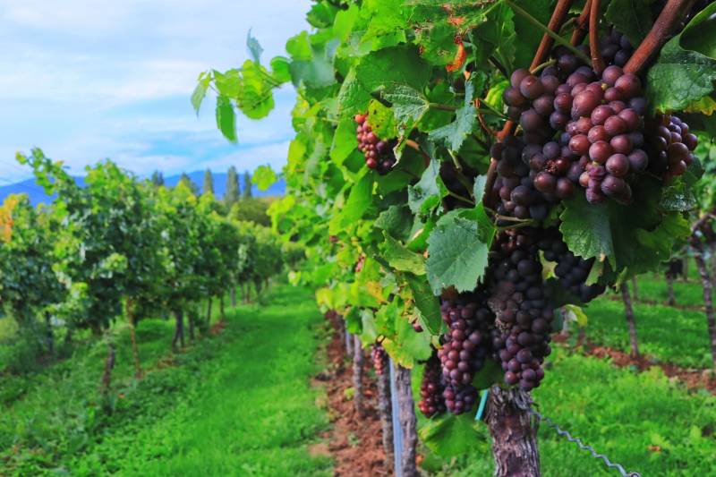 Quel est le meilleur producteur de vin rouge artisanal et pas cher vers Saint André de Cubzac en Gironde ?