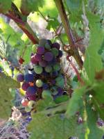 Nos prestations sur le secteur de Cognac (16100), Charente